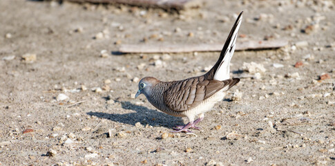 Javan turtle dove or geopelia striata that search for food on the ground
