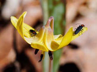 Red-necked false blister beetles on a trout lily in spring.