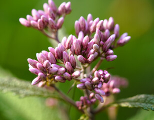 Closeup shot of a blooming Sweet Joe Pye Weed flower in spring.