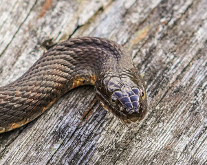 Obraz premium Closeup of a northern water snake on a wooden background.