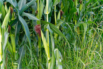 Close-up of corncob at corn field at Slovenian village of Zabnica on a cloudy summer day. Photo taken August 10th, 2023, Žabnica, Slovenia.