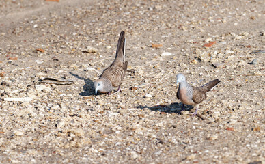 Javan turtle dove or geopelia striata that search for food on the ground