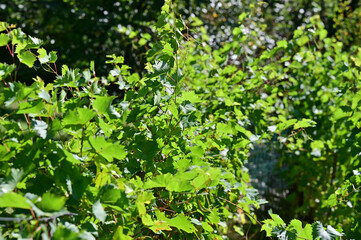 Botanical Garden in Vienna