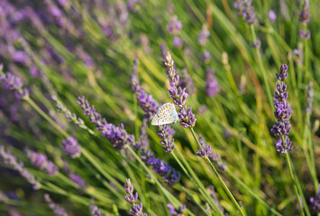 Fototapeta premium butterfly resting on a sprig of lavender