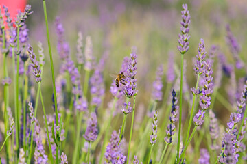 Naklejka premium bee foraging in a lavender field