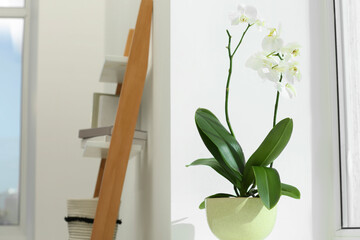 Blooming white orchid flower in pot near window