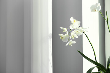 Branches with beautiful orchid flowers near window, space for text