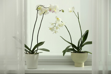 Blooming white orchid flowers in pot on windowsill
