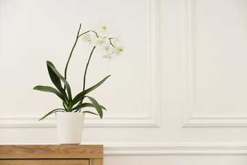 Blooming orchid flower in pot on wooden chest of drawers near white wall indoors, space for text
