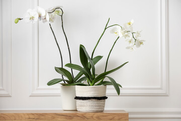 Blooming orchid flowers in pots on wooden chest of drawers near white wall indoors