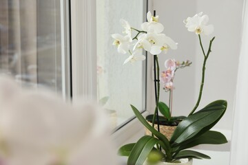 Blooming orchid flowers in pots on windowsill, closeup. Space for text