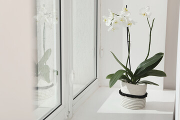 Blooming white orchid flower in pot on windowsill, space for text