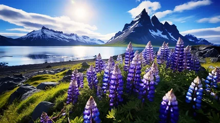 Photo sur Plexiglas Europe du nord Beautiful summer landscape featuring a stunning morning view of mountains, surrounded by blooming lupine flowers.