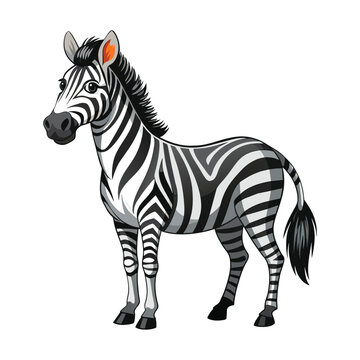 Zebra illustration on White Background