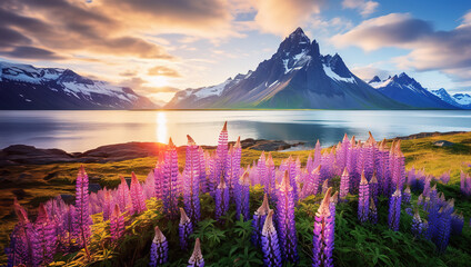 Scenic summer landscape featuring the captivating morning view of a cape with a majestic mountain in the background. Summer scene with a field of vibrant blooming lupine flowers. - obrazy, fototapety, plakaty