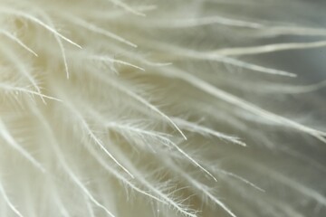 Texture of beautiful light feather as background, macro view