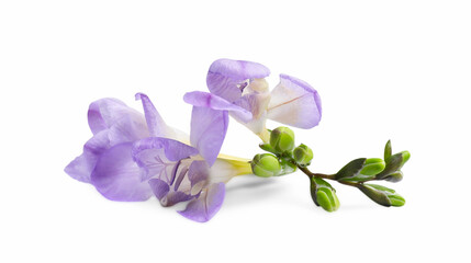 Beautiful violet freesia flower isolated on white