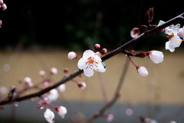 Fotografía plano detalle de flor de cerezo en invierno con hielo.