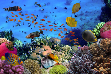 Coral Reef in the Red Sea with Lyretail Anthias - 752197174