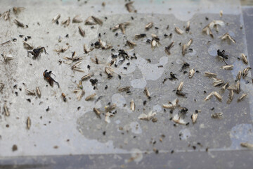 The result of a sticky trap with a pheromone attractant in a sugar beet field. The pest is beet...