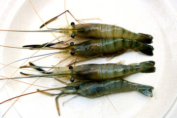 Freshly Caught Freshwater Prawns on an Old White Plate - 752197362
