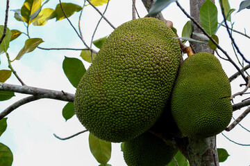 Jackfruit Fruits Growing on the Tree in Sarawak Borneo - 752197504