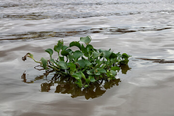 Water Hyacinth Plant in a River in Sarawak Borneo Malaysia - 752197510