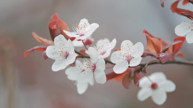 Sunny Spring Day. White Plum Blossoms. Fruit Tree Flowers With Leaves Blooming In Spring.