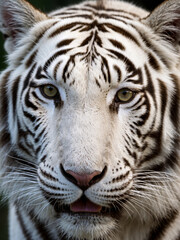 Naklejka premium Extreme close up portrait of white tiger