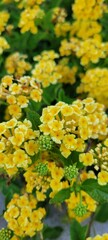 yellow lantana plants blooming in front of a wall