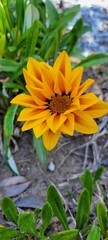 Vibrant Gazania flower against a lush green backdrop