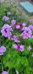Obraz premium Purple Lantana flowers and green leaves in lush grass