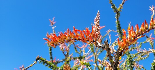 Close-up shot of Fouquieria splendens against the blue sky