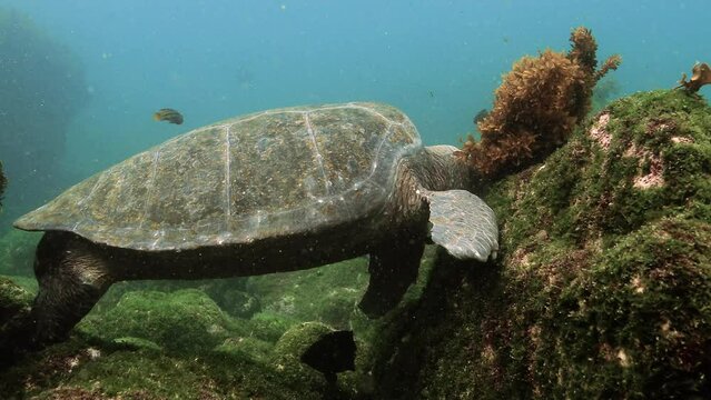 Close look at Galapagos turtle feeding seagrass stuck on stones.