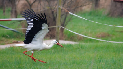 Weißstörche in den Rheinauen