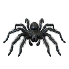 Fototapeta premium spider isolated on white background