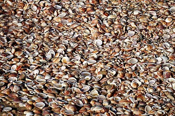 Fragments of shells on the seashore