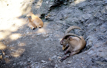 PRAGUE, CZECH REPUBLIC - 2023: Mountain goats. Prague Zoo is one of the best zoos in the world. A...