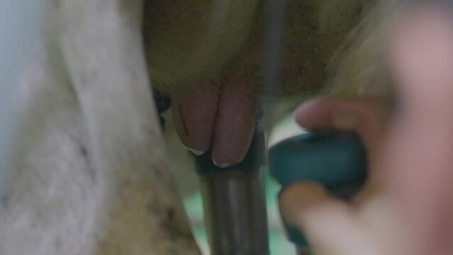 Cow being milked, closeup of a farmer's hands putting the milk sucker on the cow