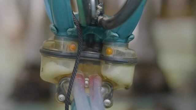 Cow being milked, sucker running on udders