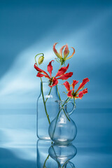 Flame lily flowers  or glory lily in a vase and jug on blue mirror background. Flame lily (Gloriosa superba) flowers.  Still life photography of red glory lilies in a glass vase  with reflection.