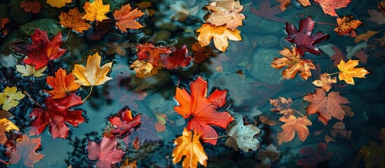 A group of autumn leaves floating gracefully on the surface of a serene pond, forming a captivating natural scene.