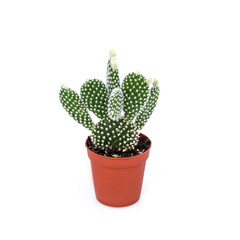 Variety of succulents plants in plastic pots for seedlings on a white background