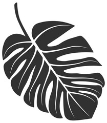 Monstera flower leaf without background