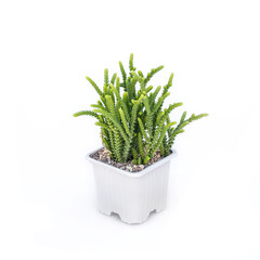 Variety of succulents plants in plastic pots for seedlings on a white background