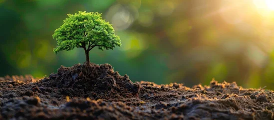 Fotobehang A small green tree sits atop a pile of dirt, showcasing growth and nature in a simple setting. © FryArt Studio