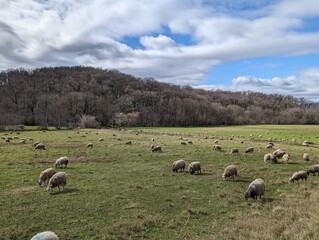 Rebanho de ovelhas Sob um céu parcialmente nublado, à beira de uma montanha envolta por uma exuberante floresta