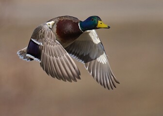 Obraz premium Male mallard duck flying in the sky