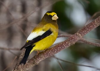 Fototapeta premium Evening Grosbeak perched on a tree branch at dusk