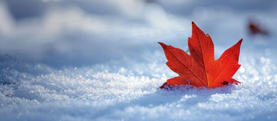 A bright red maple leaf contrasts against the white snow as it lays on the ground. - Powered by Adobe